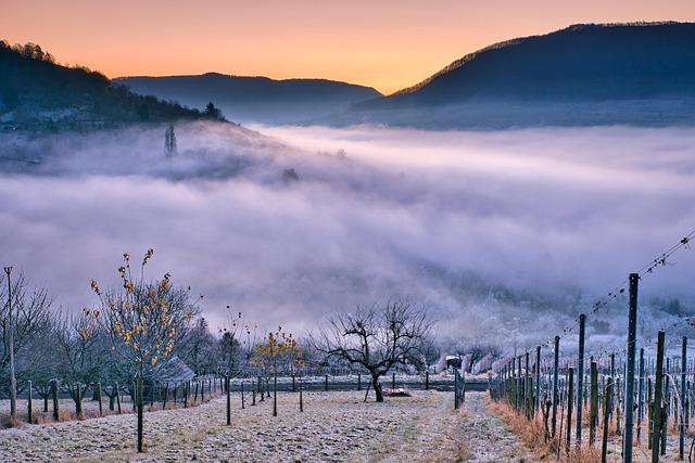 Rolling Tuscan vineyards under a warm sunset