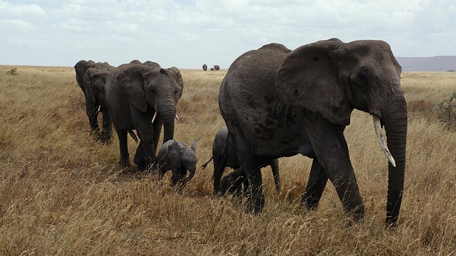 African elephant herd crossing the vast Serengeti plains